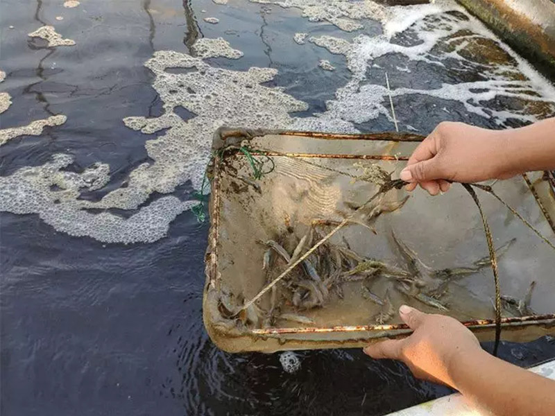 手持水質檢測儀對水產養殖有什么幫助