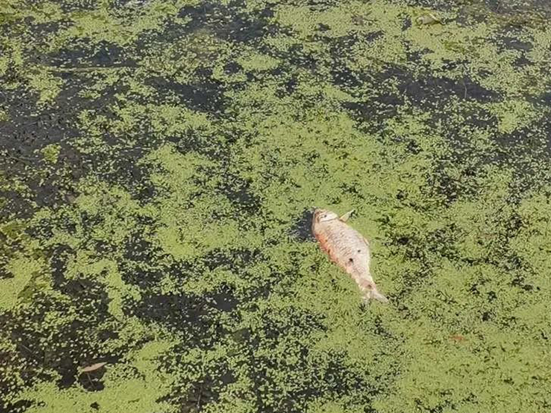 水質急性毒性測定儀可以檢測水中的重金屬嗎？