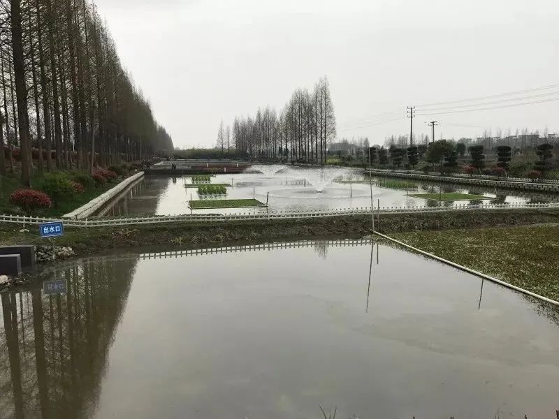 氨氮含量過高的水對水產(chǎn)養(yǎng)殖有什么影響