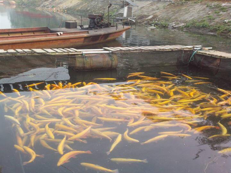 余氯含量對(duì)于水產(chǎn)養(yǎng)殖有怎樣的影響