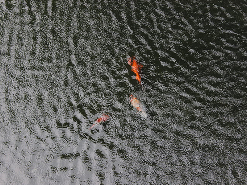 水產養殖檢測儀可以檢測魚塘的水質嗎