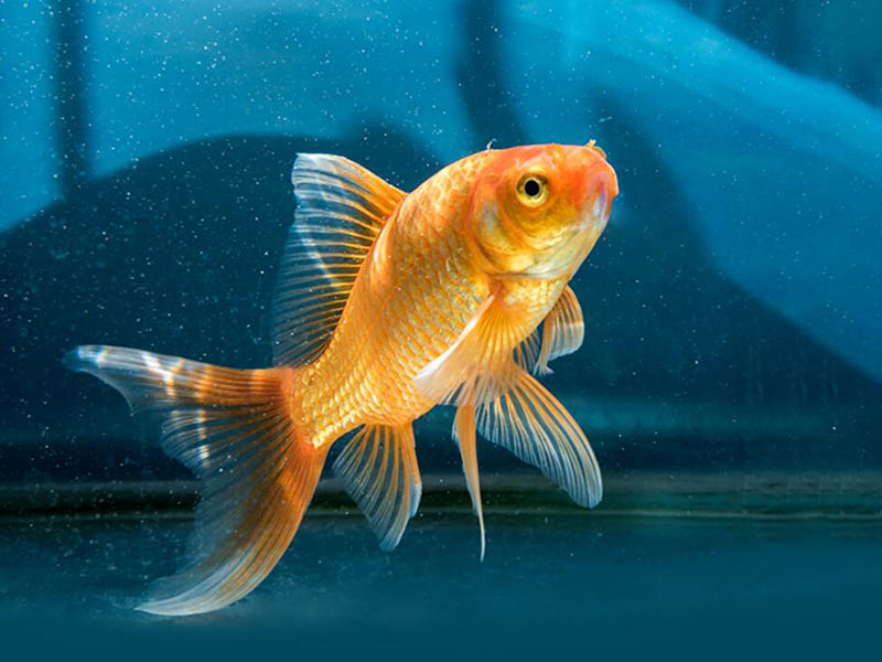 養魚水質氨氮超標的原因