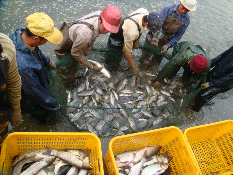 水質的檢測對水產養殖重要嗎
